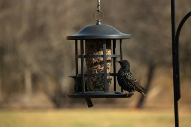 Yanardöner benekli tüylü iki renkli Avrupalı sığırcık, bir kuş yemliğine tünemiş, süete uzanıyorlar. Ilık bir sonbahar ışıltısı ile parlak arka bahçedeki kuş yaşamı portresi.