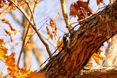 Bu sevimli küçük kuş fotoğraf çekildiğinde ağaca tutunuyordu. Siyah ve beyaz ağaçkakan böcek arıyormuş. Sonbahar mevsimi nedeniyle etraftaki yapraklar kahverengi ve sarıdır..