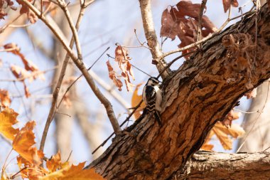 Bu sevimli küçük kuş fotoğraf çekildiğinde ağaca tutunuyordu. Siyah ve beyaz ağaçkakan böcek arıyormuş. Sonbahar mevsimi nedeniyle etraftaki yapraklar kahverengi ve sarıdır..