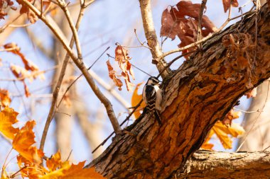 Bu sevimli küçük kuş fotoğraf çekildiğinde ağaca tutunuyordu. Siyah ve beyaz ağaçkakan böcek arıyormuş. Sonbahar mevsimi nedeniyle etraftaki yapraklar kahverengi ve sarıdır..