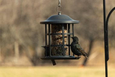 Yanardöner benekli tüylü iki Avrupa sığırcığı kuş yemi keklerine uzanan bir kuş yemliğinin üzerine tünemiş. Parlak arka bahçe kuşlarının portresi Sonbahar parıltısını gösteriyor.