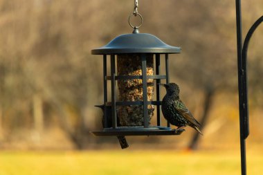 Yanardöner benekli tüylü iki Avrupa sığırcığı kuş yemi keklerine uzanan bir kuş yemliğinin üzerine tünemiş. Parlak arka bahçe kuşlarının portresi Sonbahar parıltısını gösteriyor.