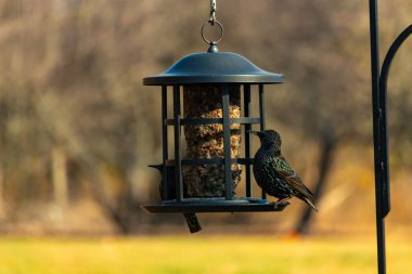 Yanardöner benekli tüylü iki Avrupa sığırcığı kuş yemi keklerine uzanan bir kuş yemliğinin üzerine tünemiş. Parlak arka bahçe kuşlarının portresi Sonbahar parıltısını gösteriyor.