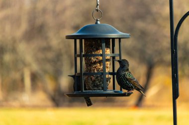 Yanardöner benekli tüylü iki Avrupa sığırcığı kuş yemi keklerine uzanan bir kuş yemliğinin üzerine tünemiş. Parlak arka bahçe kuşlarının portresi Sonbahar parıltısını gösteriyor.