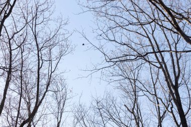 Bu güzel kahverengi dallar mavi gökyüzüne doğru uzanıyordu. Çıplak uzuvlar, kış mevsimi nedeniyle yapraksız gibi görünüyor. Bu güzel bir orman manzarası..