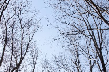 Bu güzel kahverengi dallar mavi gökyüzüne doğru uzanıyordu. Çıplak uzuvlar, kış mevsimi nedeniyle yapraksız gibi görünüyor. Bu güzel bir orman manzarası..