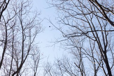 Bu güzel kahverengi dallar mavi gökyüzüne doğru uzanıyordu. Çıplak uzuvlar, kış mevsimi nedeniyle yapraksız gibi görünüyor. Bu güzel bir orman manzarası..