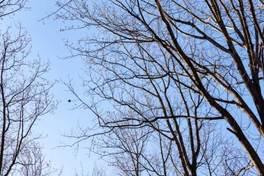 Bu güzel kahverengi dallar mavi gökyüzüne doğru uzanıyordu. Çıplak uzuvlar, kış mevsimi nedeniyle yapraksız gibi görünüyor. Bu güzel bir orman manzarası..