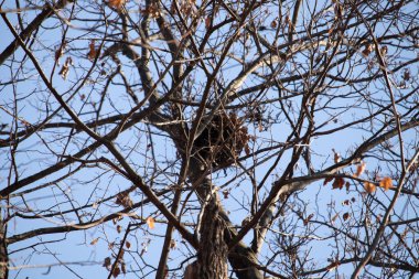 Gri bir sincap yuvası ya da bir ağacın çıplak dallarında parlak mavi bir gökyüzüne karşı yükselen yapraklı bir Audrey. Kış yaban hayatı.