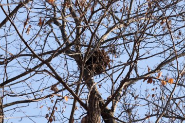 Gri bir sincap yuvası ya da bir ağacın çıplak dallarında parlak mavi bir gökyüzüne karşı yükselen yapraklı bir Audrey. Kış yaban hayatı.