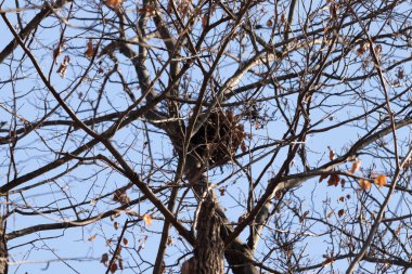Gri bir sincap yuvası ya da bir ağacın çıplak dallarında parlak mavi bir gökyüzüne karşı yükselen yapraklı bir Audrey. Kış yaban hayatı.
