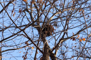 Gri bir sincap yuvası ya da bir ağacın çıplak dallarında parlak mavi bir gökyüzüne karşı yükselen yapraklı bir Audrey. Kış yaban hayatı.