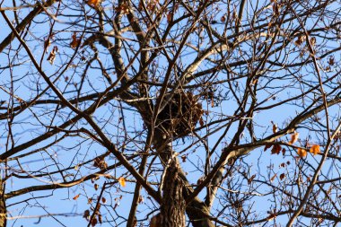 Gri bir sincap yuvası ya da bir ağacın çıplak dallarında parlak mavi bir gökyüzüne karşı yükselen yapraklı bir Audrey. Kış yaban hayatı.