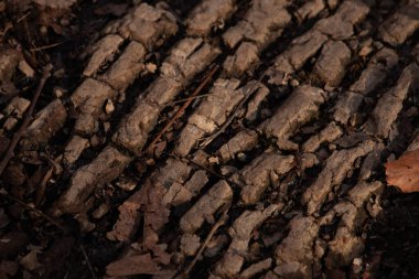 Çürüyen ağaç kabuğunun desenli, derin çizgileri ve kahverengi tonları var. Doğal çürüme ve orman zemininin detayları. Organik desen.