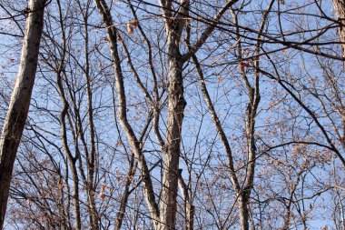 Bu güzel kahverengi dallar mavi gökyüzüne doğru uzanıyordu. Çıplak uzuvlar, kış mevsimi nedeniyle yapraksız gibi görünüyor. Bu güzel bir orman manzarası..