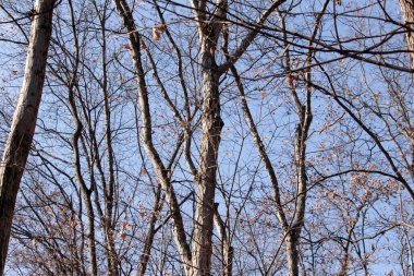 Bu güzel kahverengi dallar mavi gökyüzüne doğru uzanıyordu. Çıplak uzuvlar, kış mevsimi nedeniyle yapraksız gibi görünüyor. Bu güzel bir orman manzarası..