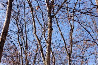 Bu güzel kahverengi dallar mavi gökyüzüne doğru uzanıyordu. Çıplak uzuvlar, kış mevsimi nedeniyle yapraksız gibi görünüyor. Bu güzel bir orman manzarası..