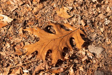 Bu güzel yaprak toprağın arasında yerde yatıyordu. Bu siyah bir meşeden geldi ve sonbahar mevsimi nedeniyle kahverengidir. Bölgeye sonbahar geldi ve renkler değişiyor..