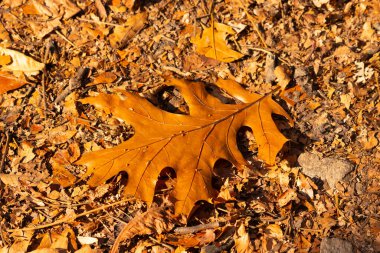 Bu güzel yaprak toprağın arasında yerde yatıyordu. Bu siyah bir meşeden geldi ve sonbahar mevsimi nedeniyle kahverengidir. Bölgeye sonbahar geldi ve renkler değişiyor..