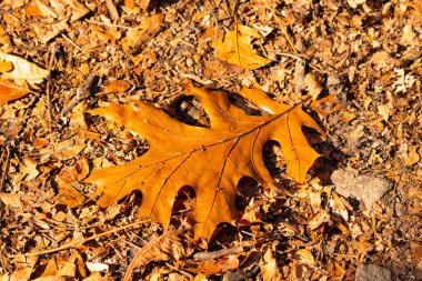 Bu güzel yaprak toprağın arasında yerde yatıyordu. Bu siyah bir meşeden geldi ve sonbahar mevsimi nedeniyle kahverengidir. Bölgeye sonbahar geldi ve renkler değişiyor..