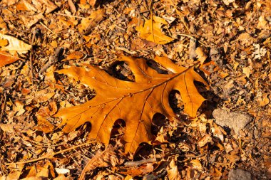 Bu güzel yaprak toprağın arasında yerde yatıyordu. Bu siyah bir meşeden geldi ve sonbahar mevsimi nedeniyle kahverengidir. Bölgeye sonbahar geldi ve renkler değişiyor..