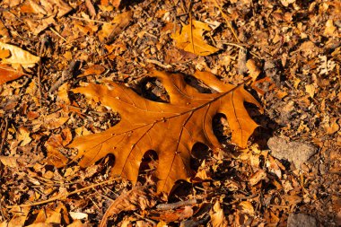 Bu güzel yaprak toprağın arasında yerde yatıyordu. Bu siyah bir meşeden geldi ve sonbahar mevsimi nedeniyle kahverengidir. Bölgeye sonbahar geldi ve renkler değişiyor..