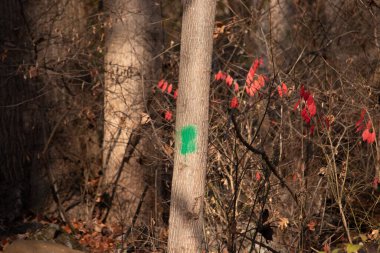 Bu resimdeki güzel kırmızı yapraklar arka planda duruyor. Sonbahar sezonu son sürat devam ediyor ve sonbahar yaprakları her yerde. Mevsimlerin değişmesi.