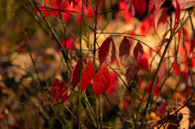 Bu resimdeki güzel kırmızı yapraklar arka planda duruyor. Sonbahar sezonu son sürat devam ediyor ve sonbahar yaprakları her yerde. Mevsimlerin değişmesi.