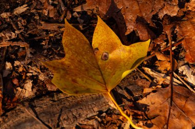 Bu güzel yaprak toprağın arasında yerde yatıyordu. Bu bir lale kavak ağacından ve sonbahar mevsiminden beri kahverengidir. Sonbahar geldi ve tüm renkler değişiyor..