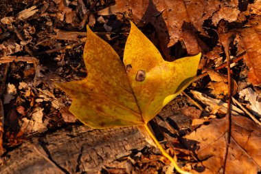 Bu güzel yaprak toprağın arasında yerde yatıyordu. Bu bir lale kavak ağacından ve sonbahar mevsiminden beri kahverengidir. Sonbahar geldi ve tüm renkler değişiyor..
