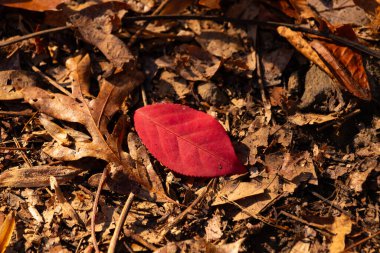 Canlı kırmızı bir yaprak orman zemininde kuru, kahverengi sonbahar yaprakları ve dallardan oluşan bir yatağa karşı duruyor. Karşıtlık, sonbahar renkleri, doğa.