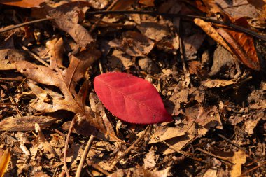 Canlı kırmızı bir yaprak orman zemininde kuru, kahverengi sonbahar yaprakları ve dallardan oluşan bir yatağa karşı duruyor. Karşıtlık, sonbahar renkleri, doğa.