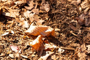 Güneş ışığı, kahverengi ve bronzlaşmanın çeşitli tonlarında düşen kuru yapraklarla kaplı bir orman zeminini aydınlatır. Sonbaharda ya da ilkbaharın başında doğal zemin dokusu.