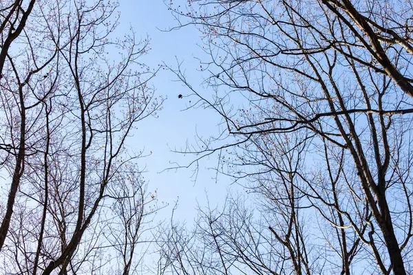 Bu güzel kahverengi dallar mavi gökyüzüne doğru uzanıyordu. Çıplak uzuvlar, kış mevsimi nedeniyle yapraksız gibi görünüyor. Bu güzel bir orman manzarası..