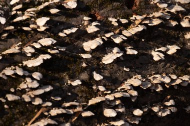 Beyaz parantez mantarları ve yeşil yosunlar çürüyen bir kütükte büyür, benekli güneş ışığıyla aydınlatılır. Ormandaki çürümenin ve doğal dokuların yakın plan görüntüsü. Doğa, mantar, çürüme.