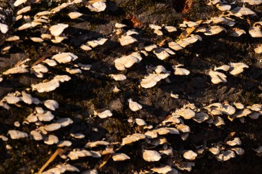Beyaz parantez mantarları ve yeşil yosunlar çürüyen bir kütükte büyür, benekli güneş ışığıyla aydınlatılır. Ormandaki çürümenin ve doğal dokuların yakın plan görüntüsü. Doğa, mantar, çürüme.