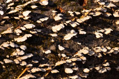 Beyaz parantez mantarları ve yeşil yosunlar çürüyen bir kütükte büyür, benekli güneş ışığıyla aydınlatılır. Ormandaki çürümenin ve doğal dokuların yakın plan görüntüsü. Doğa, mantar, çürüme.