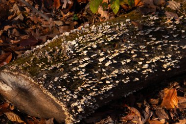 Beyaz parantez mantarları ve yeşil yosunlar çürüyen bir kütükte büyür, benekli güneş ışığıyla aydınlatılır. Ormandaki çürümenin ve doğal dokuların yakın plan görüntüsü. Doğa, mantar, çürüme.