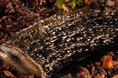 Beyaz parantez mantarları ve yeşil yosunlar çürüyen bir kütükte büyür, benekli güneş ışığıyla aydınlatılır. Ormandaki çürümenin ve doğal dokuların yakın plan görüntüsü. Doğa, mantar, çürüme.