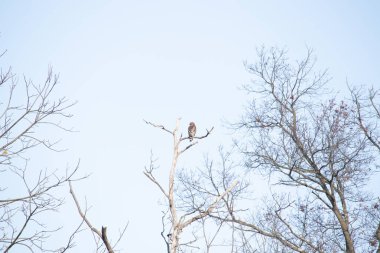 Bir şahin, muhtemelen Kızıl kuyruklu ya da Kızıl omuzlu bir şahin, açık mavi bir gökyüzüne karşı çıplak bir dala tünemiş ve sakin bir yaban hayatı sahnesi yaratıyor. Doğa, kuşlar, yırtıcılar.