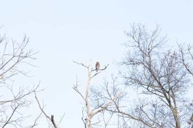 Bir şahin, muhtemelen Kızıl kuyruklu ya da Kızıl omuzlu bir şahin, açık mavi bir gökyüzüne karşı çıplak bir dala tünemiş ve sakin bir yaban hayatı sahnesi yaratıyor. Doğa, kuşlar, yırtıcılar.