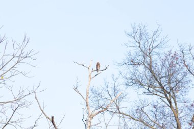 Bir şahin, muhtemelen Kızıl kuyruklu ya da Kızıl omuzlu bir şahin, açık mavi bir gökyüzüne karşı çıplak bir dala tünemiş ve sakin bir yaban hayatı sahnesi yaratıyor. Doğa, kuşlar, yırtıcılar.