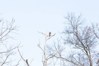 Bir şahin, muhtemelen Kızıl kuyruklu ya da Kızıl omuzlu bir şahin, açık mavi bir gökyüzüne karşı çıplak bir dala tünemiş ve sakin bir yaban hayatı sahnesi yaratıyor. Doğa, kuşlar, yırtıcılar.