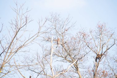 Bir şahin çıplak bir ağaç dalına tünemiş, kahverengi ve beyaz tüyleri kış manzarasıyla harmanlanmış. Kuşun keskin bakışları ve sert dalları vahşi bir hava yaratıyor. Doğa, kuşlar, vahşi yaşam.