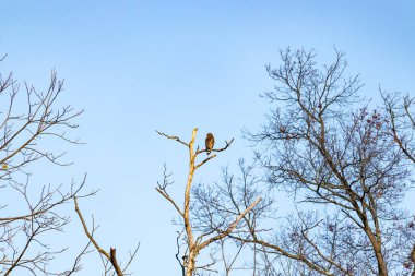Bir şahin, muhtemelen Kızıl kuyruklu ya da Kızıl omuzlu bir şahin, açık mavi bir gökyüzüne karşı çıplak bir dala tünemiş ve sakin bir yaban hayatı sahnesi yaratıyor. Doğa, kuşlar, yırtıcılar.