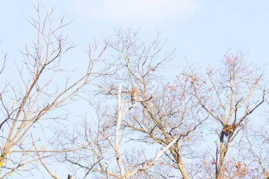 Bir şahin çıplak bir ağaç dalına tünemiş, kahverengi ve beyaz tüyleri kış manzarasıyla harmanlanmış. Kuşun keskin bakışları ve sert dalları vahşi bir hava yaratıyor. Doğa, kuşlar, vahşi yaşam.