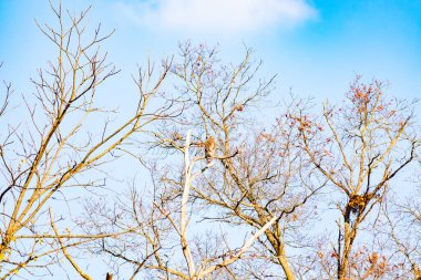 Bir şahin çıplak bir ağaç dalına tünemiş, kahverengi ve beyaz tüyleri kış manzarasıyla harmanlanmış. Kuşun keskin bakışları ve sert dalları vahşi bir hava yaratıyor. Doğa, kuşlar, vahşi yaşam.
