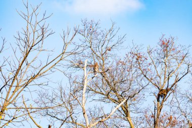 Bir şahin çıplak bir ağaç dalına tünemiş, kahverengi ve beyaz tüyleri kış manzarasıyla harmanlanmış. Kuşun keskin bakışları ve sert dalları vahşi bir hava yaratıyor. Doğa, kuşlar, vahşi yaşam.