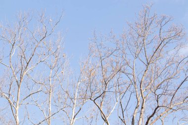 Bu güzel dallar sonbahar mevsimi nedeniyle yapraklarının çoğunu kaybettiler. Uzuvlar neredeyse çıplak ve Autumn tam gaz gidiyor. Mavi gökyüzüne uzanan ağaçlar adeta bir iskelet gibi görünüyor..