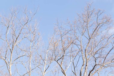 Bu güzel dallar sonbahar mevsimi nedeniyle yapraklarının çoğunu kaybettiler. Uzuvlar neredeyse çıplak ve Autumn tam gaz gidiyor. Mavi gökyüzüne uzanan ağaçlar adeta bir iskelet gibi görünüyor..